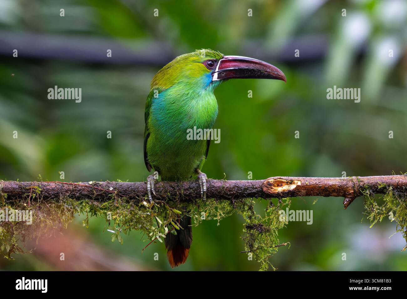 Ein roter Toucanet, Aulacorhynchus haematopygus, thronte auf einem Zweig im Nebelwald in Mindo, Ecuador. Stockfoto