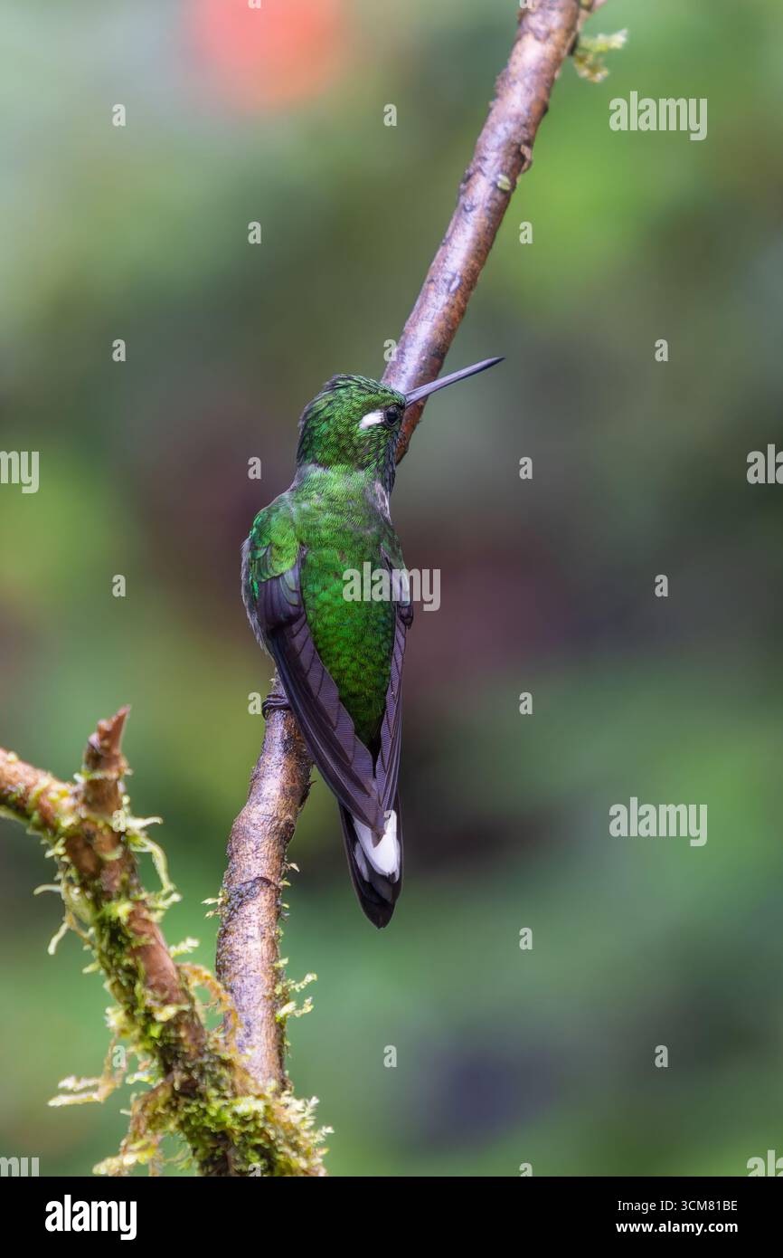 Ein männlicher Purple-Bibbed-Weißspitze, Urosticte benjamini, der auf einem Zweig im Mindo-Nebelwald in Ecuador thront. Stockfoto