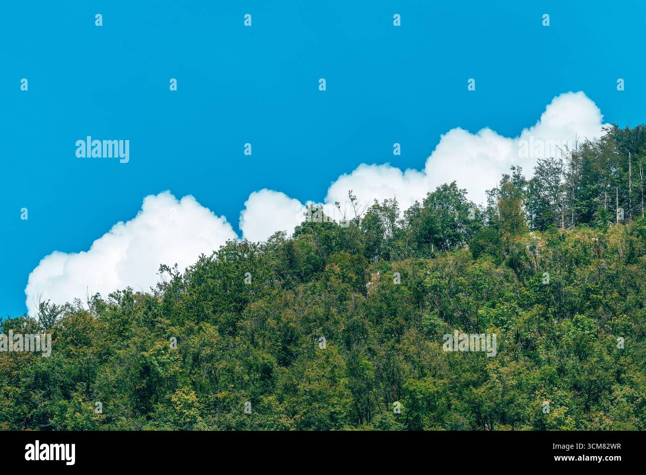 Üppige Wälder vor klarem Himmel und flauschigen Wolken, natürlicher landschaftlicher Hintergrund. Selektiver Fokus. Stockfoto