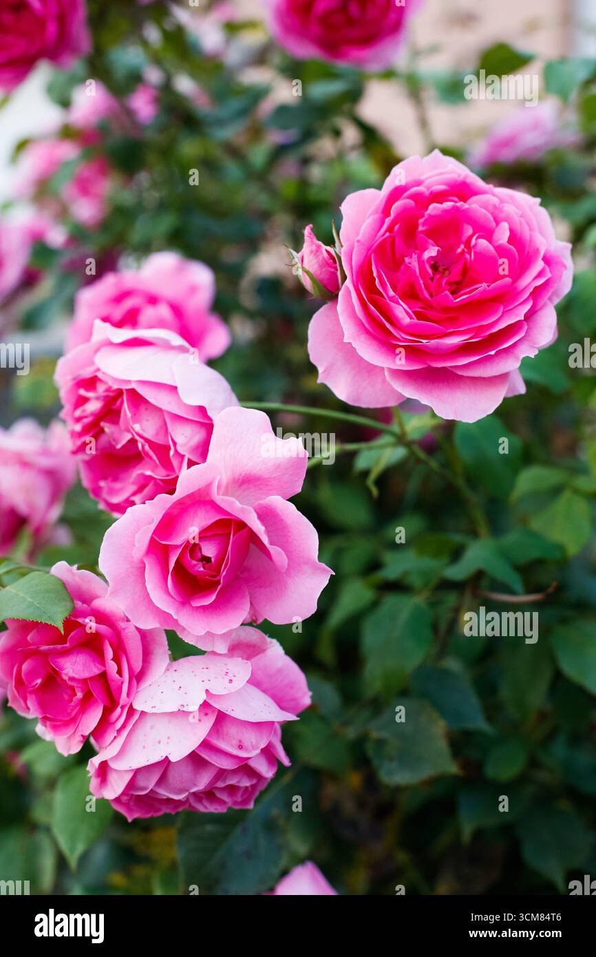 Sechs rosa Rosen in sanftem Licht Stockfoto