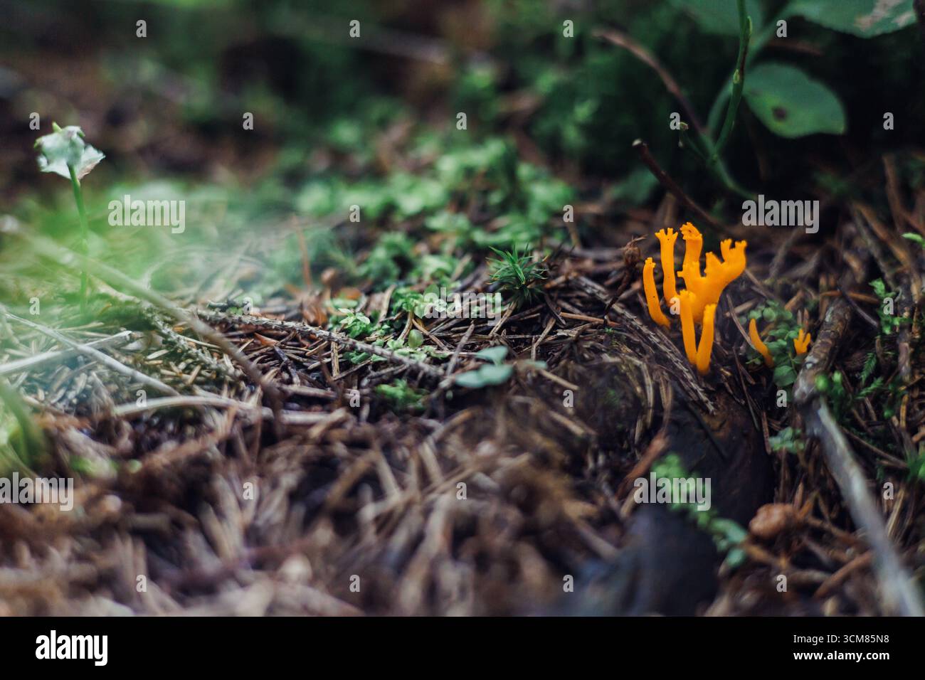 Helloranger Pilz, der auf Waldboden unter grünen Pflanzen wächst Stockfoto