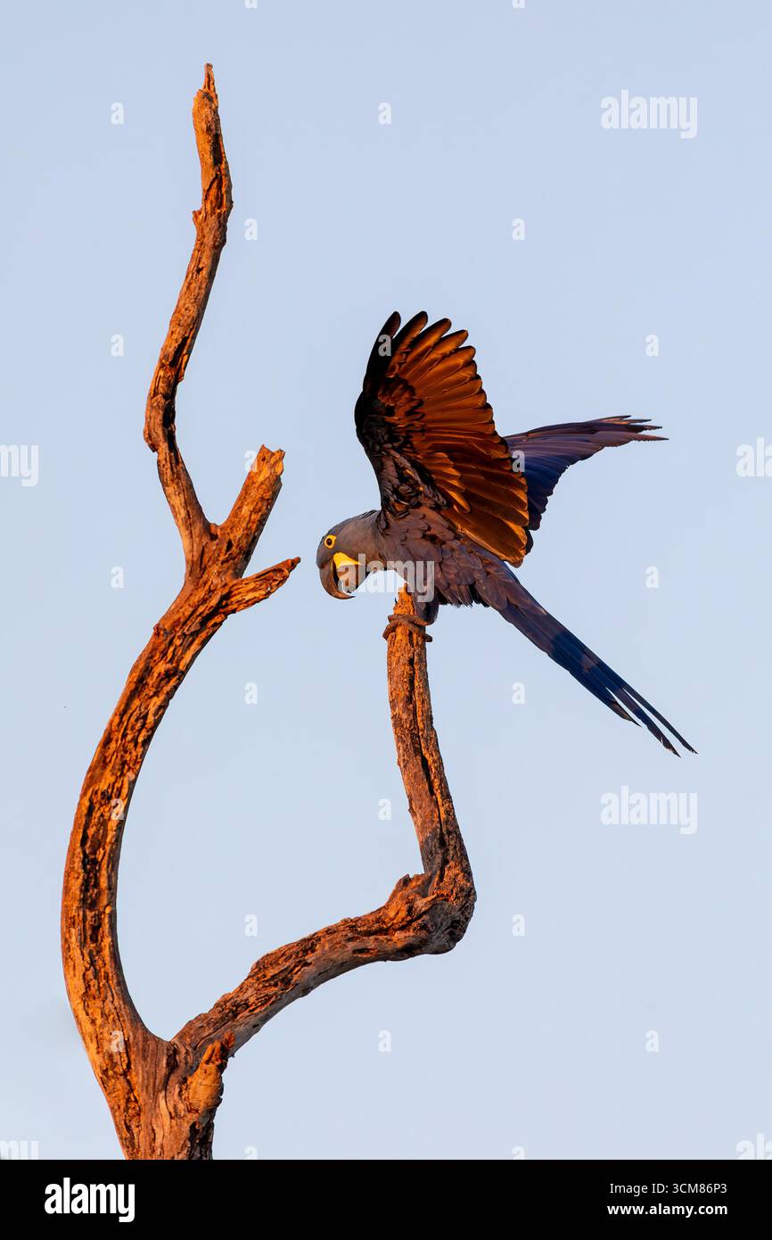 Hyazintharas (Anodorhynchus hyacinthinus), Hyazintharas, größte fliegende Papageienart mit brillantem blauem Gefieder. Corumba, South Pantanal, Ma Stockfoto