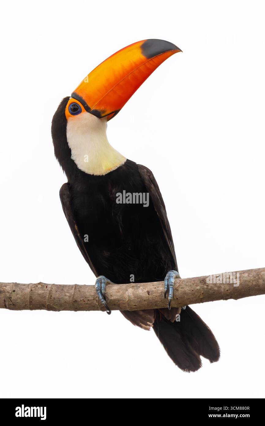Toco Toucan (Ramphastos toco), Vogelart der Tukanfamilie Ramphastidae. Größte Tukanart. Corumba, South Pantanal, Mato Grosso do S Stockfoto