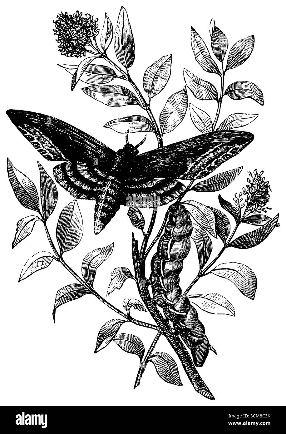 Habichtschwärmer, mit raupe, auf einem blühenden Zweig von Privet, Sphinx ligustri, (Biologiebuch, 1903), Ligusterschwärmer mit Raupe, auf einem Blütenzweig des Ligusters, Sphinx du troène, avec chenille, sur une Branche fleurie du troène Stockfoto