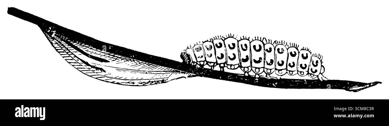 6-fleckiger burnet, raupe und Puppenkoffer auf einem Grasblatt, Zygaena filipendulae, (Enzyklopädie, 1892), Sechsfleck-Widderchen, Raupe uud Puppengehäuse an einem Grashalm, Zygène du Pied-de-Poule, Chenille et la chrysalide sur un brin d'herbe Stockfoto