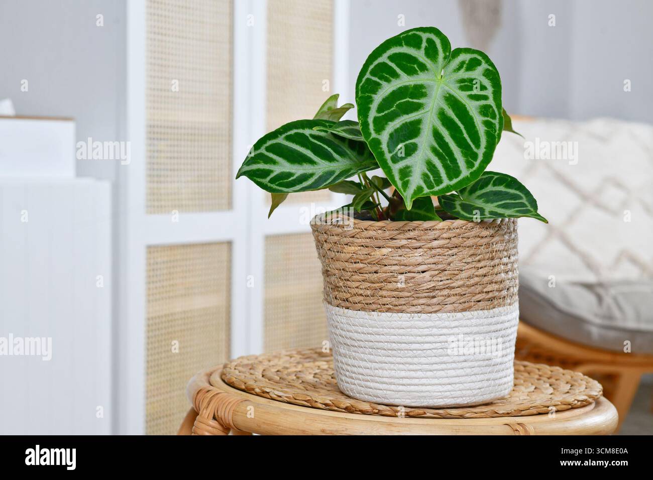 Kleine exotische Zimmerpflanze „Silver Blush Anthurium Crystallinum“ mit schönem Spitzenmuster auf Blättern im Wohnzimmer Stockfoto
