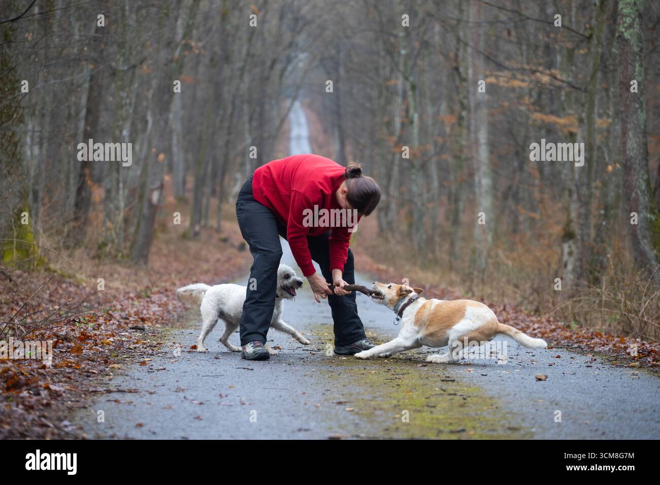 Frau spielt mit ihren Hunden auf einer Landstraße im Wald. Stockfoto