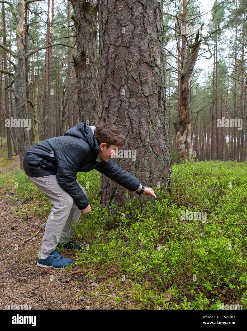 Ein Junge in einer warmen Jacke, der die Natur im Kiefernwald erkundet. Vertikales Foto. Stockfoto