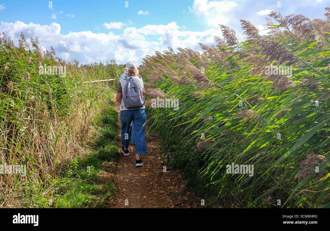 Spaziergang durch Schilfbetten in Wick Meads im Hafen von Christchurch in der Nähe von Bournemouth, am Rande von Dorset und Hampshire mit dem New Forest in der Nähe von Großbritannien Stockfoto