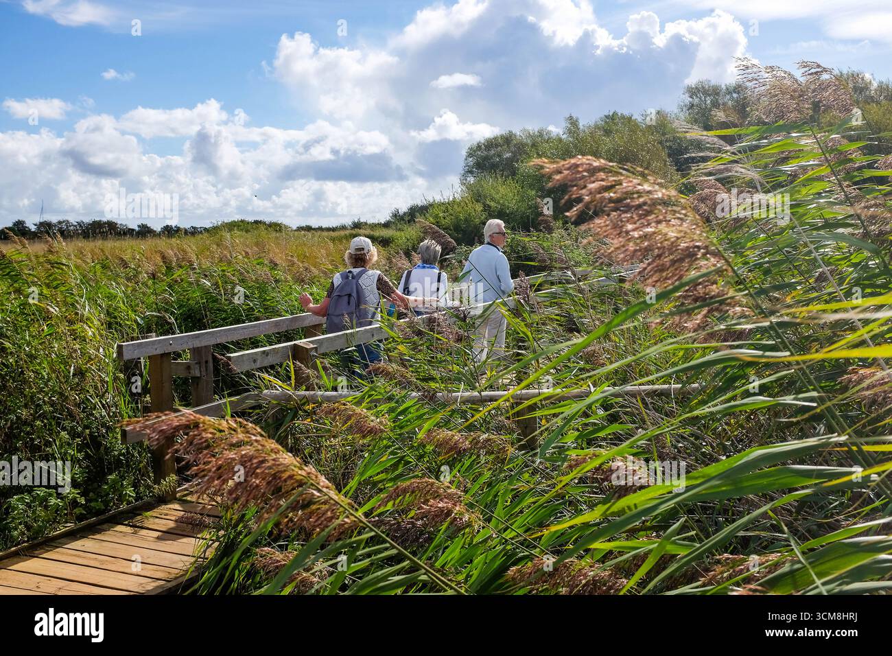 Spaziergang durch Schilfbetten in Wick Meads im Hafen von Christchurch in der Nähe von Bournemouth, am Rande von Dorset und Hampshire mit dem New Forest in der Nähe von Großbritannien Stockfoto