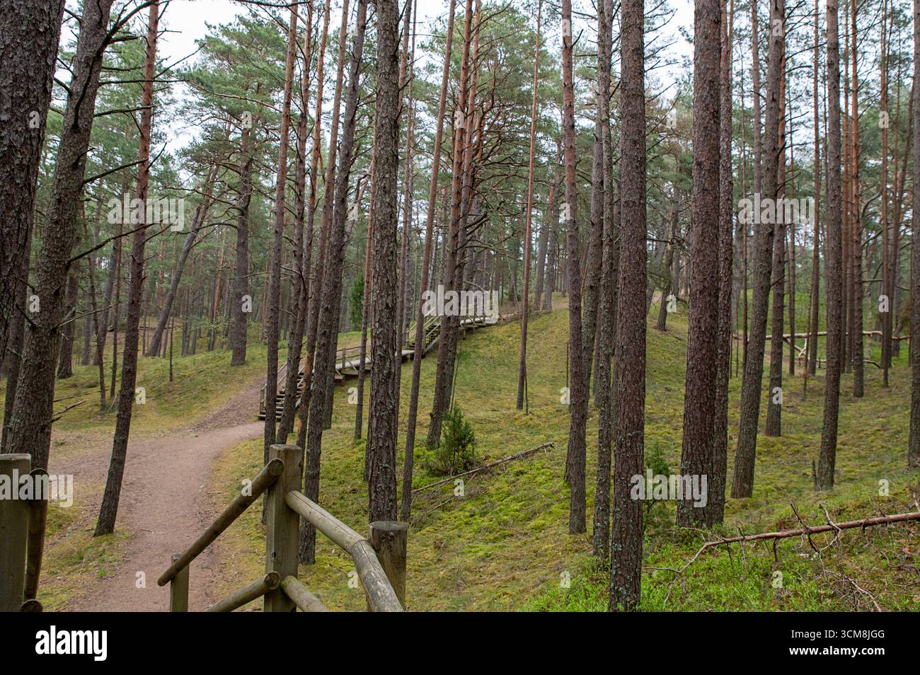 Malerische Kiefernwälder mit Naturpfaden und Pfaden in einem Naturpark. Stockfoto