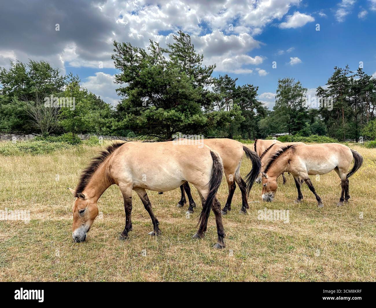 Przewalski-Pferde (Equus przewalskii), Wildpferde im Naturpark Schweinheim bei Aschaffenburg, Bayern. Stockfoto