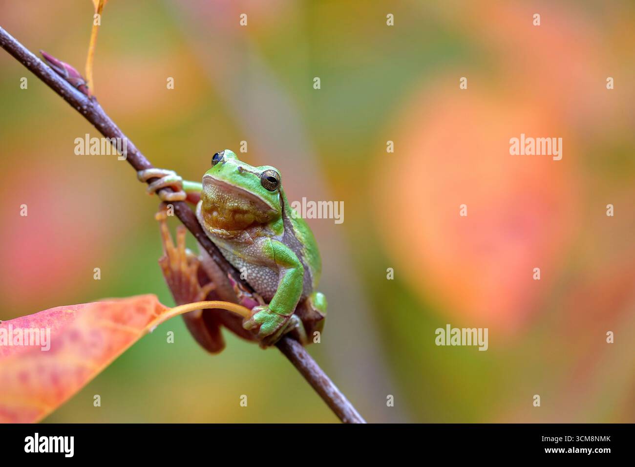 Baumfrosch, Hyla arborea auf der Suche in den herbstfarbenen Büschen Stockfoto