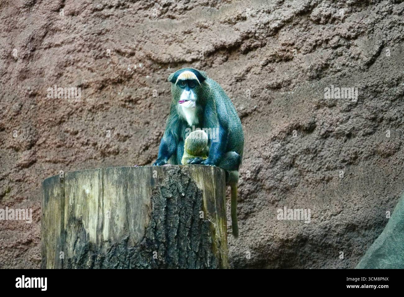 Mandrill (Cercopithecus mandrillus) im Zoo Stockfoto