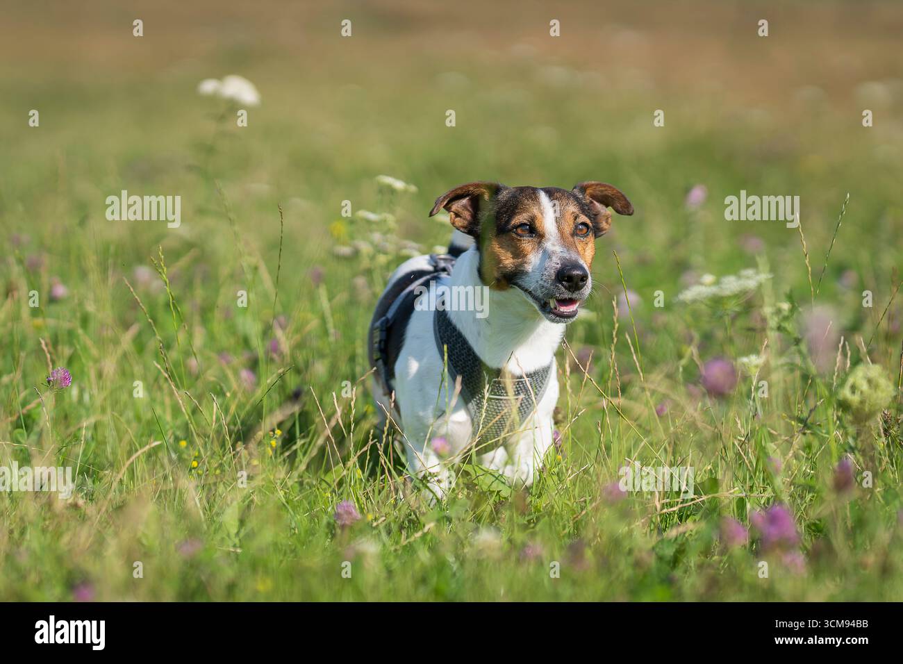Reinrassiger, glatt beschichteter Jack Russell Terrier auf der Wiese. Dreifarbiger Jack Russell Terrier draußen auf der Farm. Stockfoto