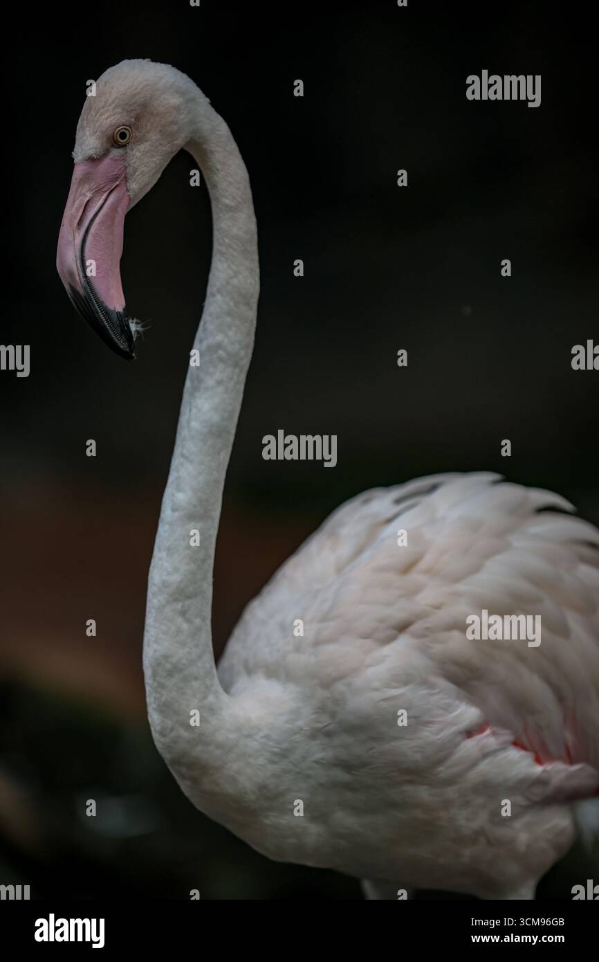 Nahaufnahme eines großen Flamingos (Phoenicopterus roseus) mit leuchtendem rosa Gefieder, geschwungenem Schnabel und auffälligen Augen, die die Schönheit exotischer Vögel hervorheben. Stockfoto