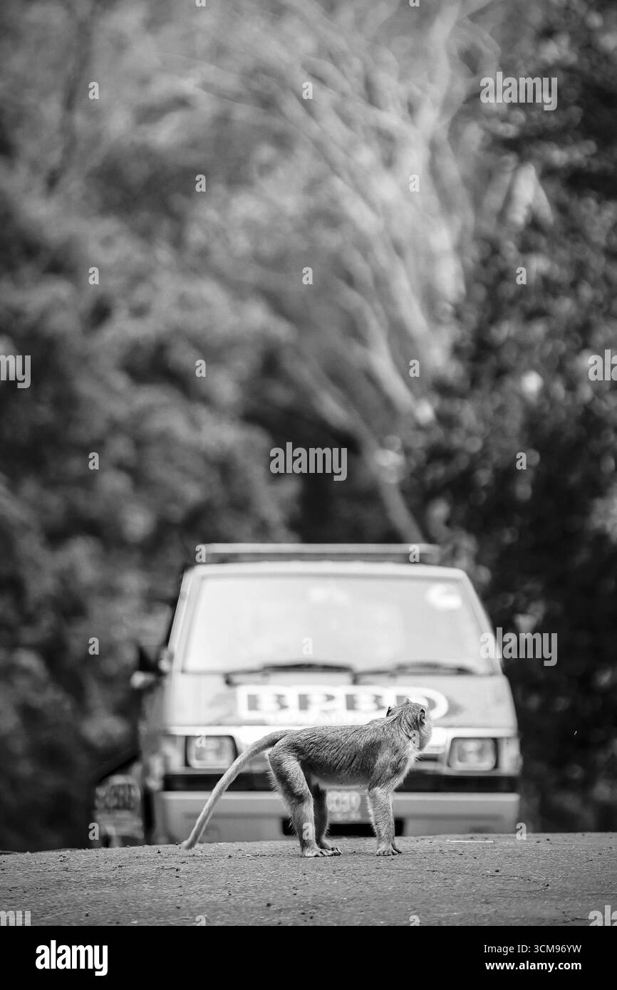 Ein Makaken steht auf der Straße, während sich in Indonesien ein BPBD-Katastrophenschutzfahrzeug nähert. Stockfoto