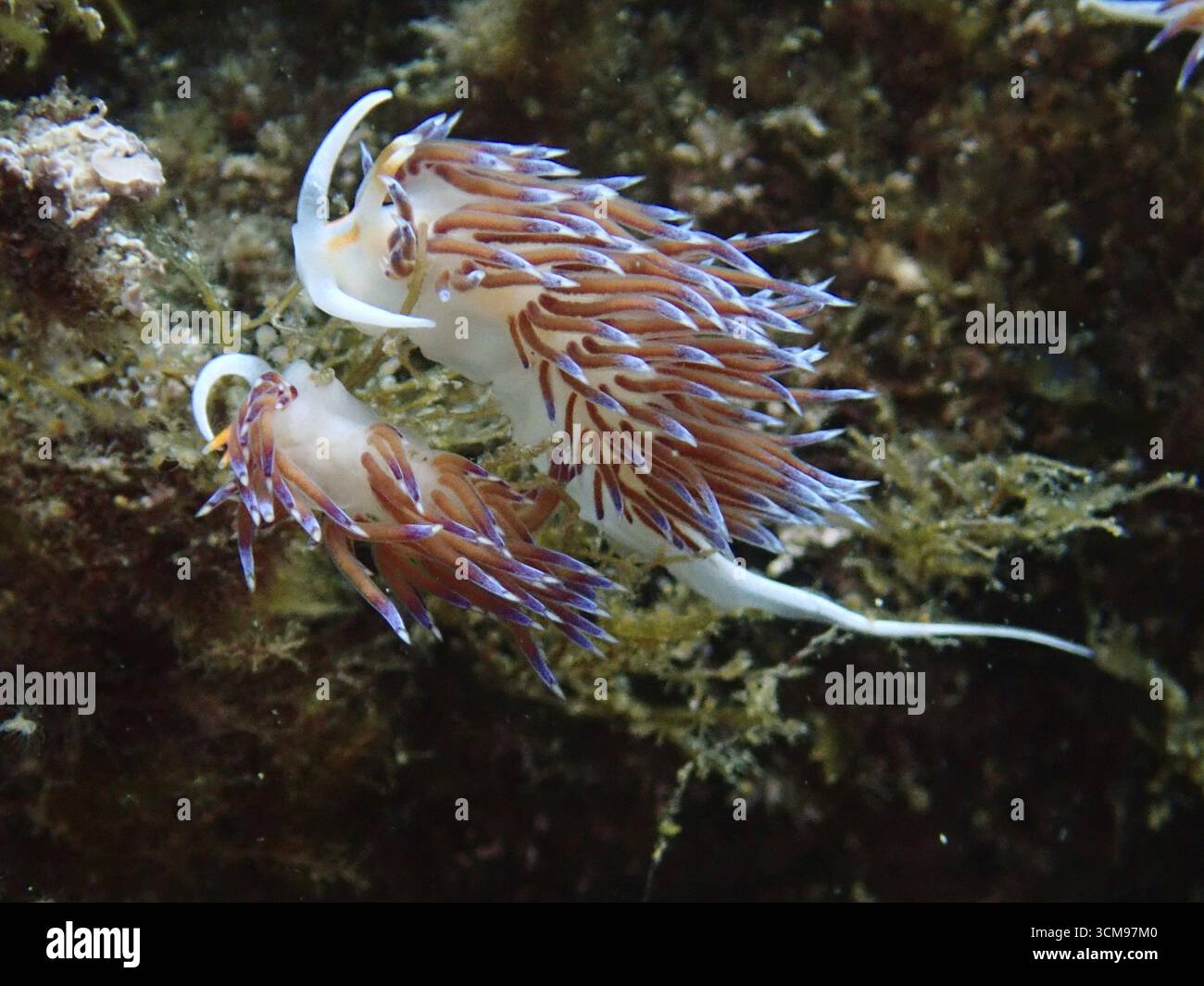 Zwei bunte Zugfäden (Cratena peregrina) im Ozean, fein strukturiert mit langen Tentakeln. Tauchplatz Cap de Creus Marine geschützt Stockfoto