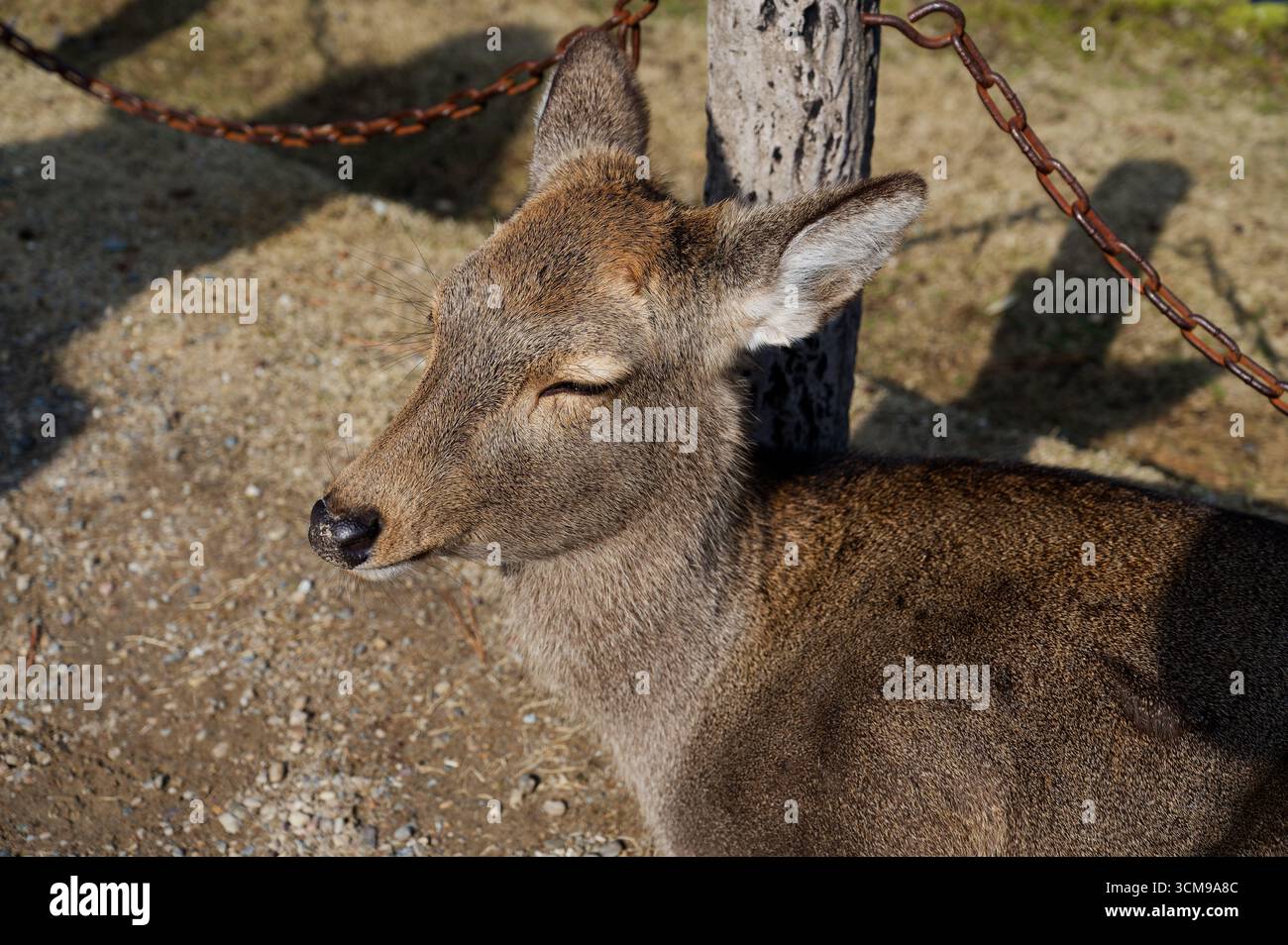 Sika-Hirsch ruht friedlich mit geschlossenen Augen und sonnt sich in der Sonne auf den Kieswegen des Nara-Parks Stockfoto
