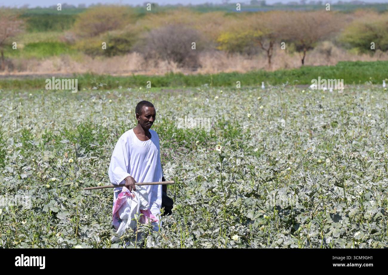 SÜDSUDAN, Oberer Nilstaat, Stadt Renk, Landwirtschaft mit Bewässerung am Weißen Nil / SÜDSUDAN, Stadt Renk, Landwirtschaft mit Bewässerung am Nil Fluß Stockfoto