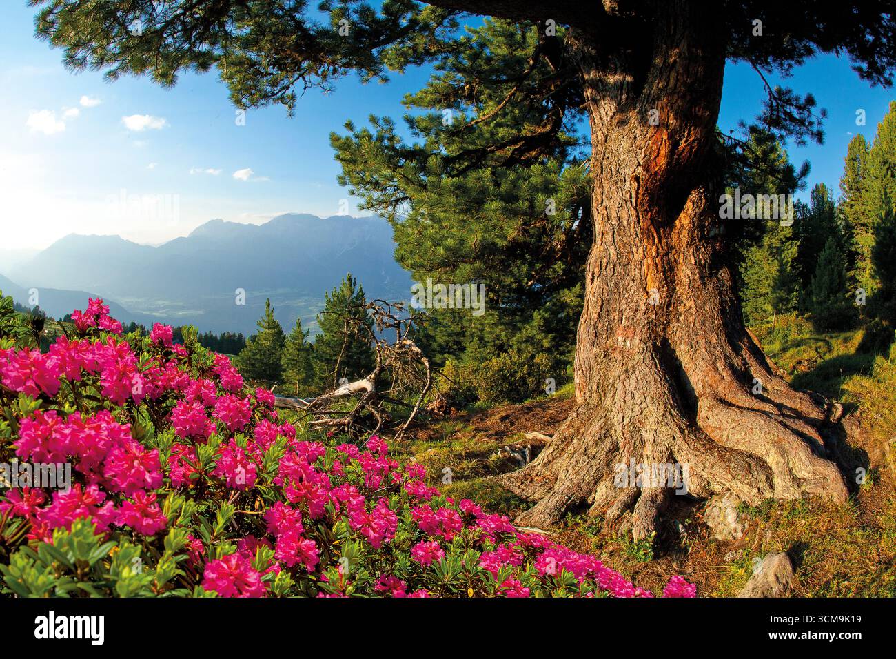 Zirbenholz in Kühtai, Tirol Stockfoto
