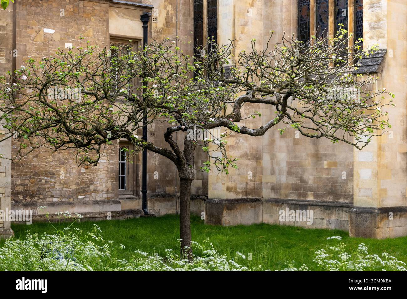 Newtons Apple Tree, Trinity College Cambridge, historischer Baum, der mit Sir Isaac Newton und der Entdeckung der Schwerkraft verbunden ist Stockfoto