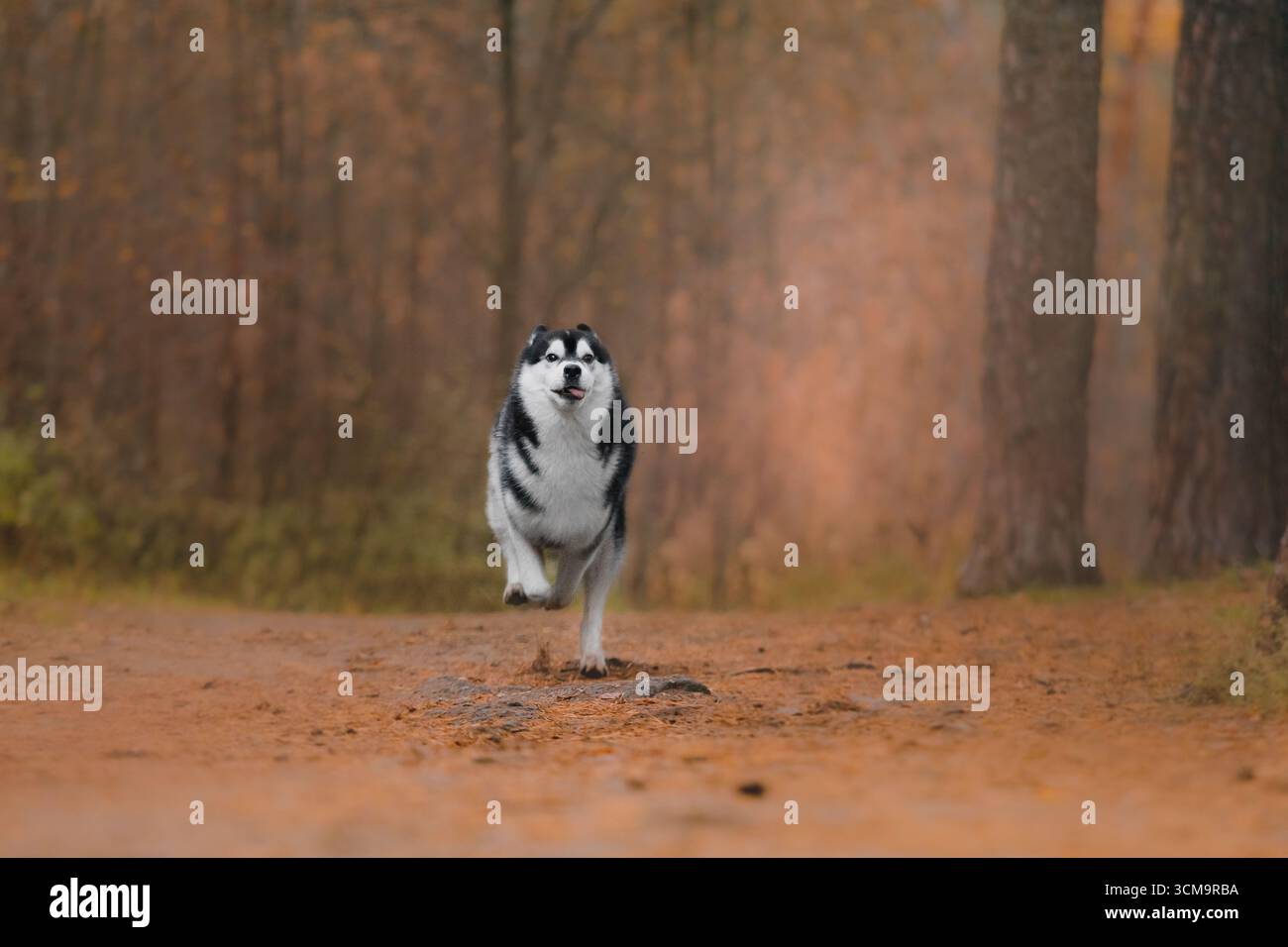 Husky-Hund im Freien herbstlicher Waldpfad Schwarzweißfell dynamische Action-Fotografie. Stockfoto