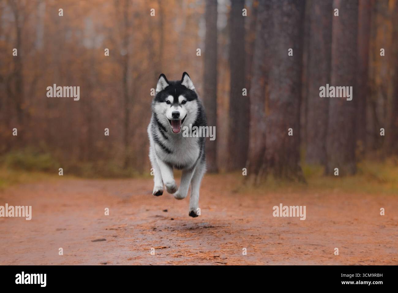 Sibirischer Huskysprung mitten in der Luft herbstlicher Waldweg schwarz-weißes Fell verspielte dynamische Outdoor-Szene. Stockfoto