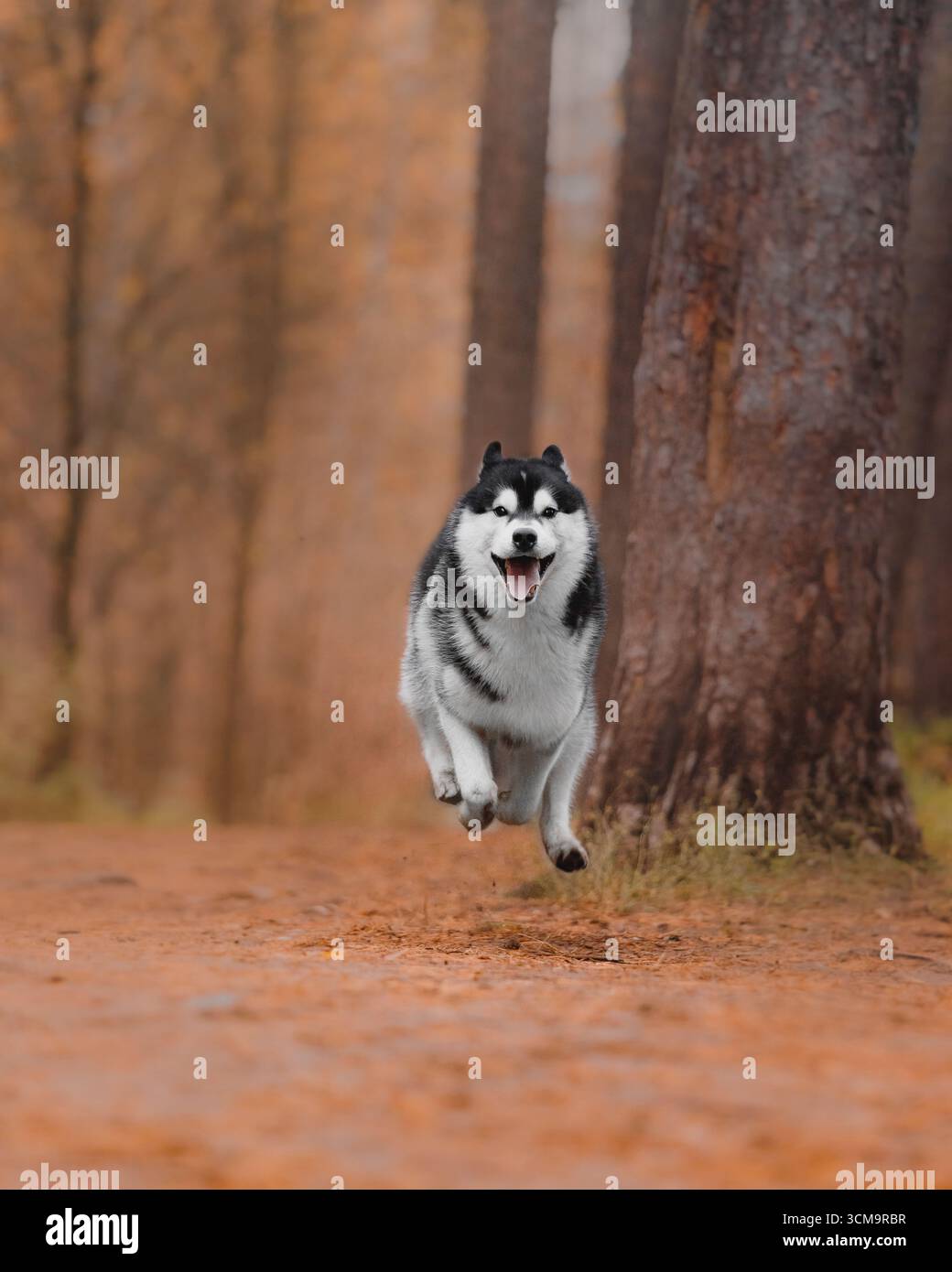Energiegeladener Husky Running Herbstwaldpfad schwarz-weißer Fellmund eröffnet aufgeregte dynamische Bewegungen. Stockfoto