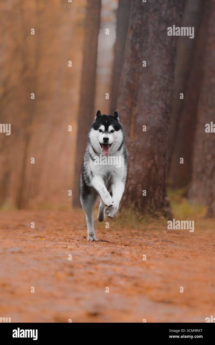 Husky Sprinting Herbstwaldpfad schwarz weiß Mantel offener Mund Zunge sichtbare sportliche Outdoor-Aktivität. Stockfoto