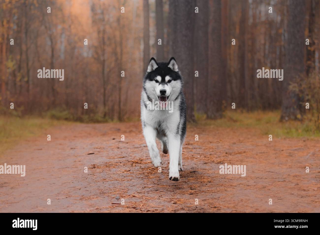 Sibirischer Husky, der den Herbstwald entlang spaziert, mit schwarzweißem Fellzunge und energiegeladener Outdoor-Szene. Stockfoto