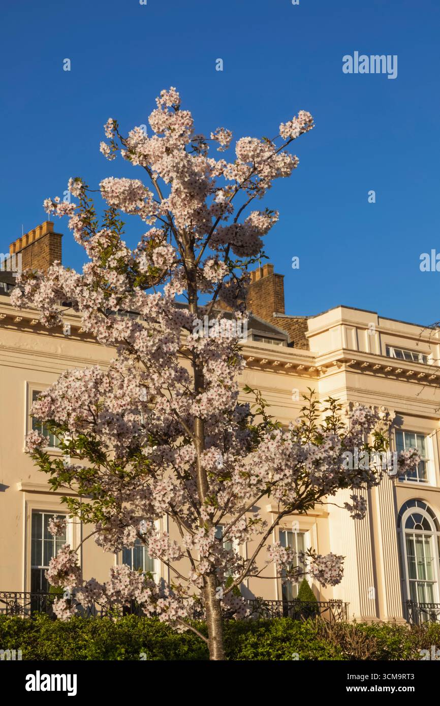 England, London, Regent's Park, Spring Blossoms Stockfoto