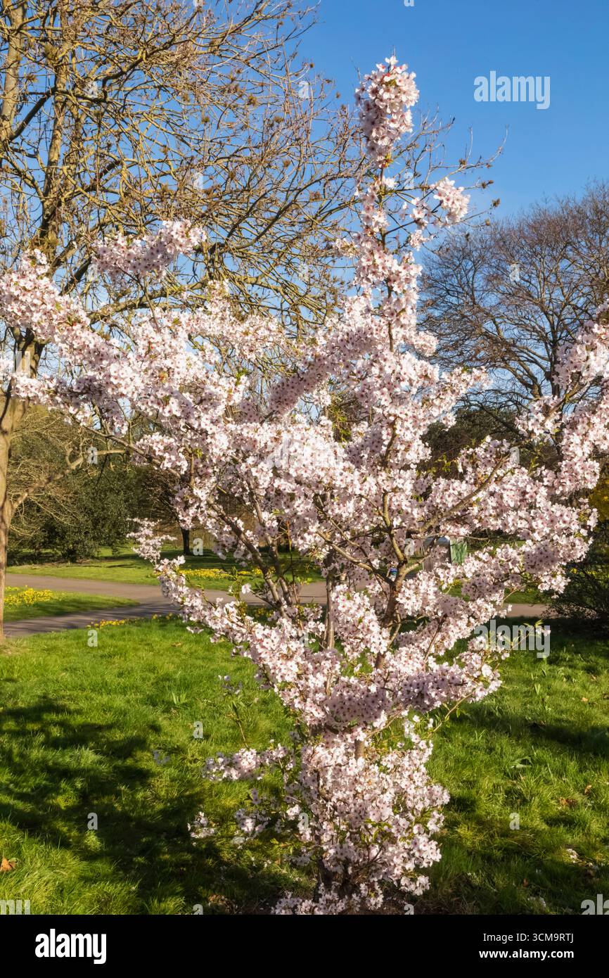 England, London, Regent's Park, Spring Blossoms Stockfoto