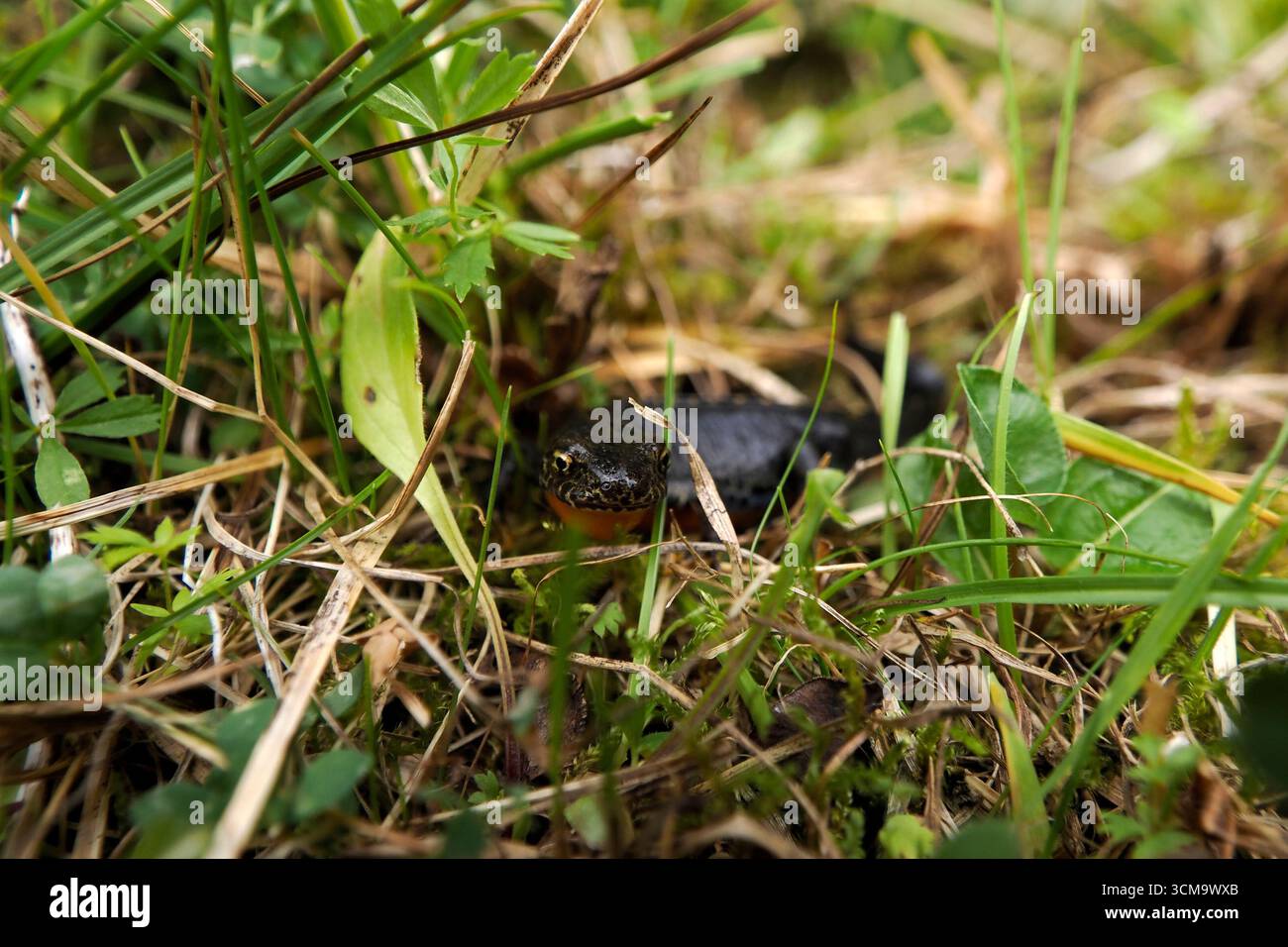 Der Almsalamander Ichthyosaura alpestris in den dolomiten Stockfoto