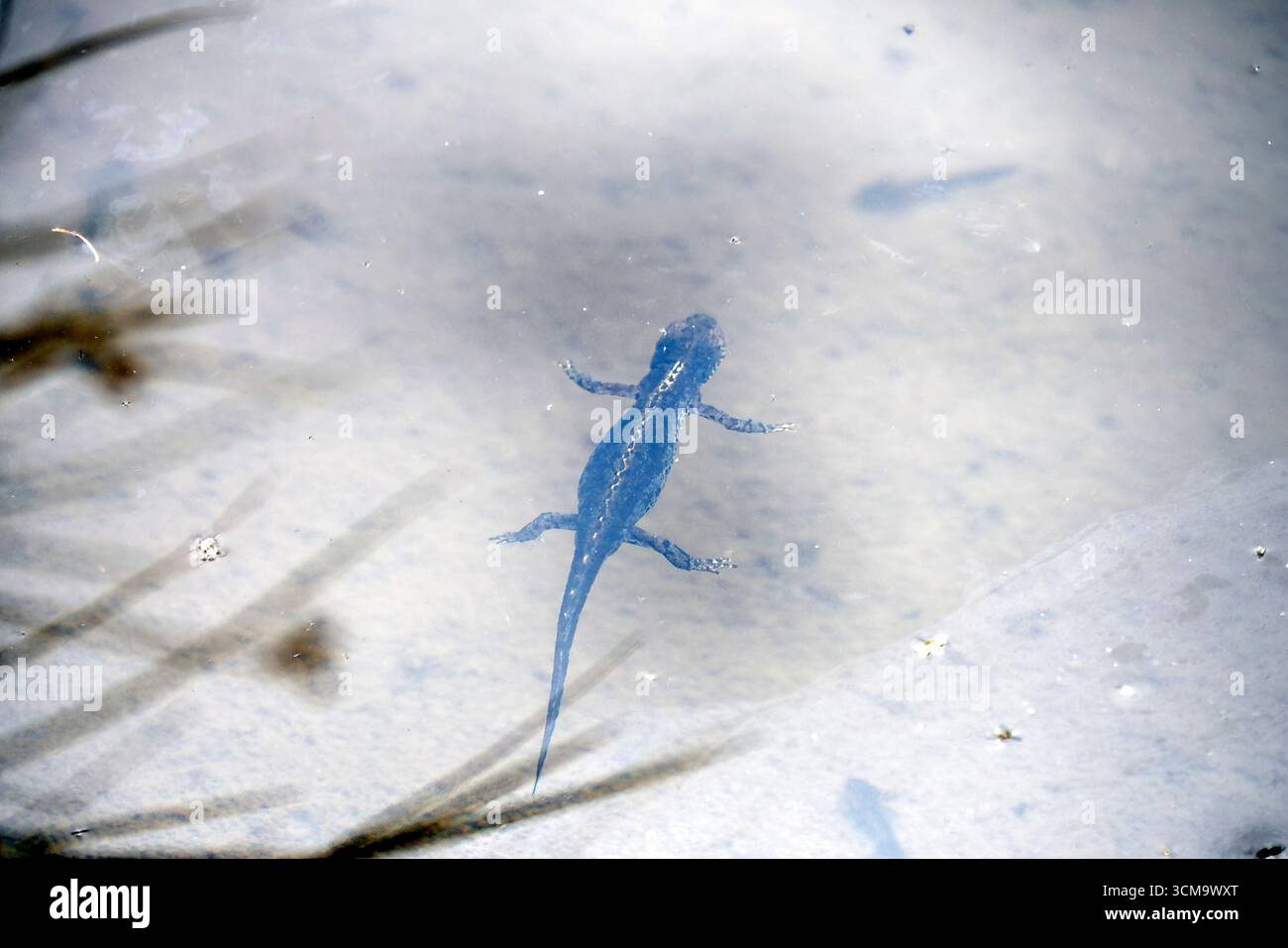Der Almsalamander Ichthyosaura alpestris in den dolomiten Stockfoto