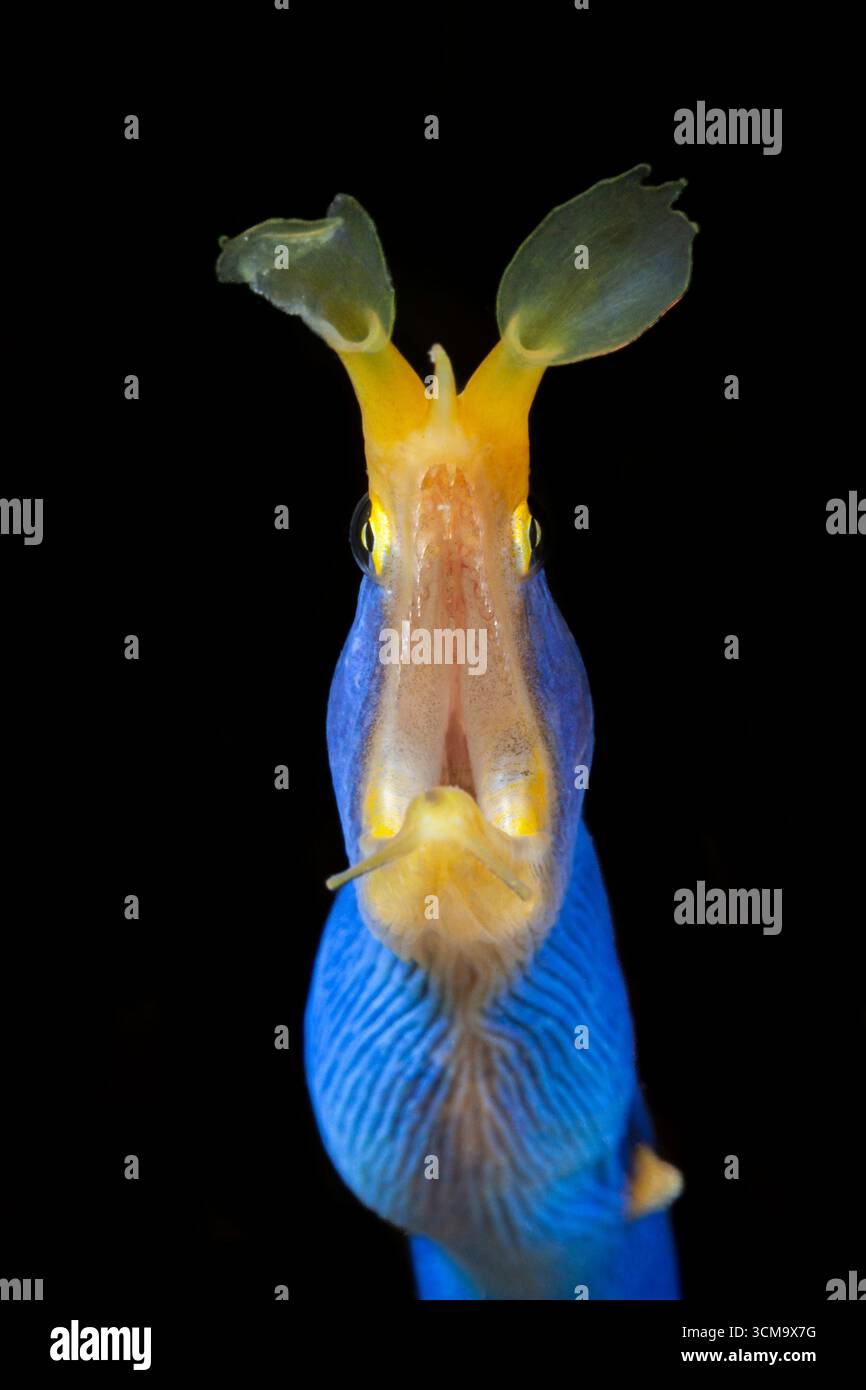 Ribbon Aal, Rhinomuraena quaesita, Mabini, Luzon, Philippinische See, Philippinen Stockfoto