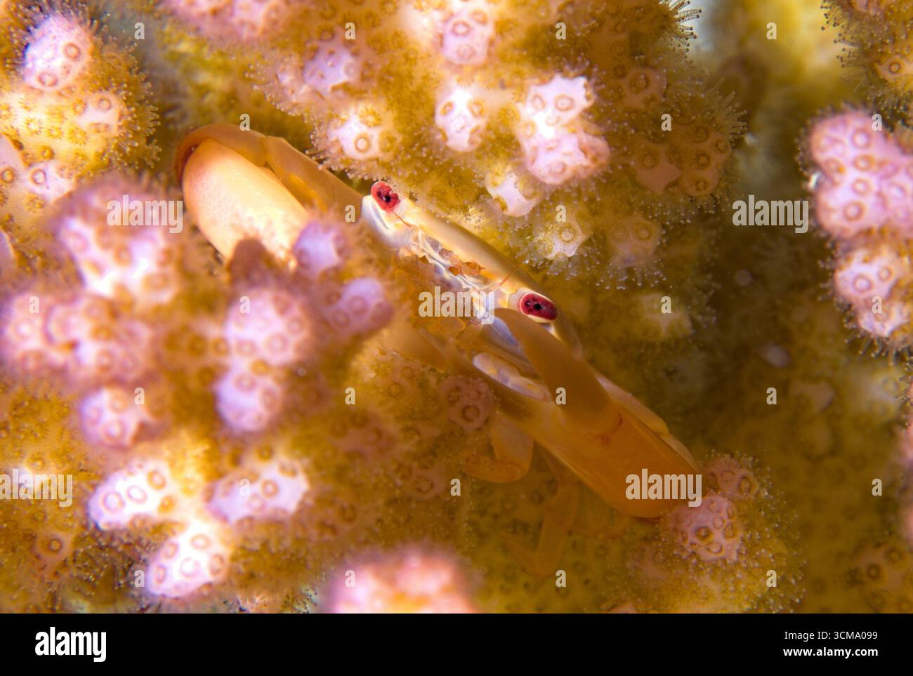 Tetralia cavimana - Korallenkrebse Stockfoto