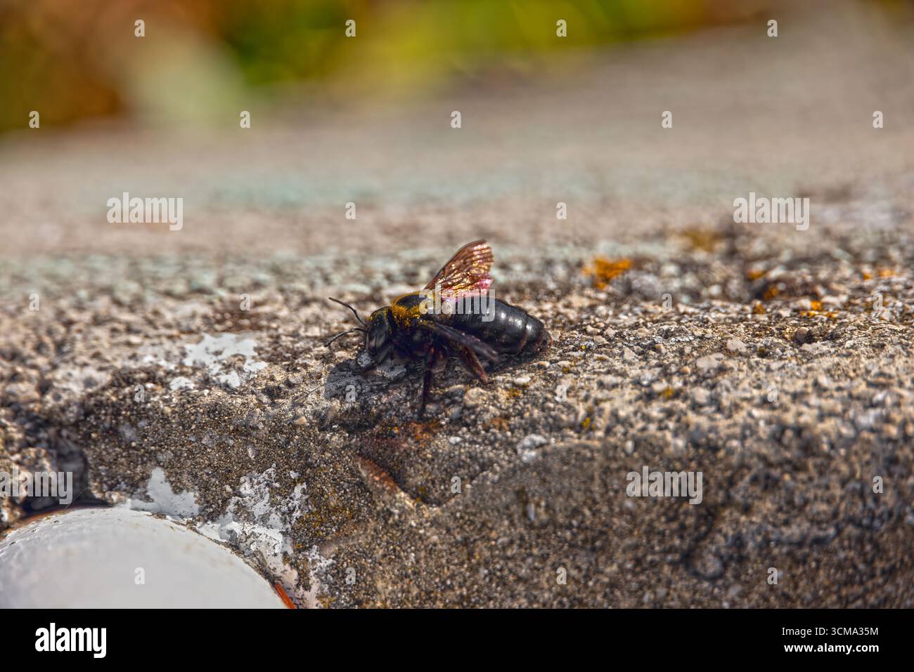 Makro einer Zimmerbiene mit glänzenden Flügeln, die im Sonnenlicht auf einer Steinoberfläche ruhen Stockfoto