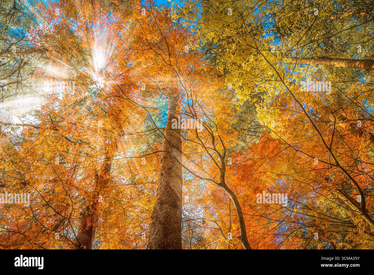 Mehrfarbige Bäume im Herbstwald Stockfoto