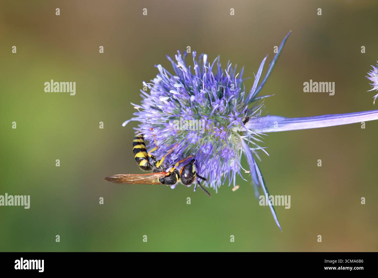 Männlicher Bienenwolf (Philanthus triangulum) auf blauem Eryngo (Eryngium planum) Stockfoto