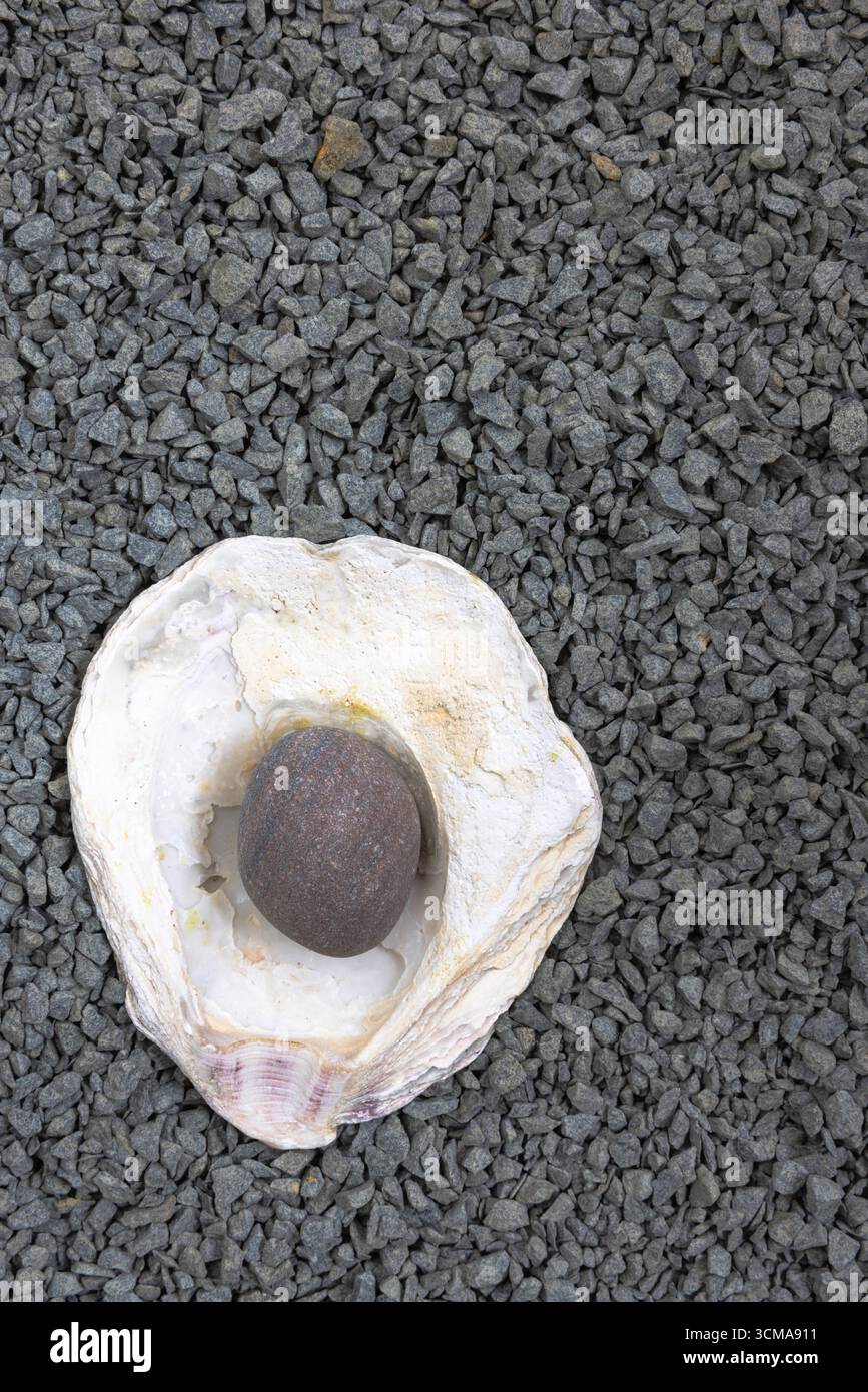 Objekte aus der Natur, Muschelschale, runder Stein, Kieselsteine Stockfoto