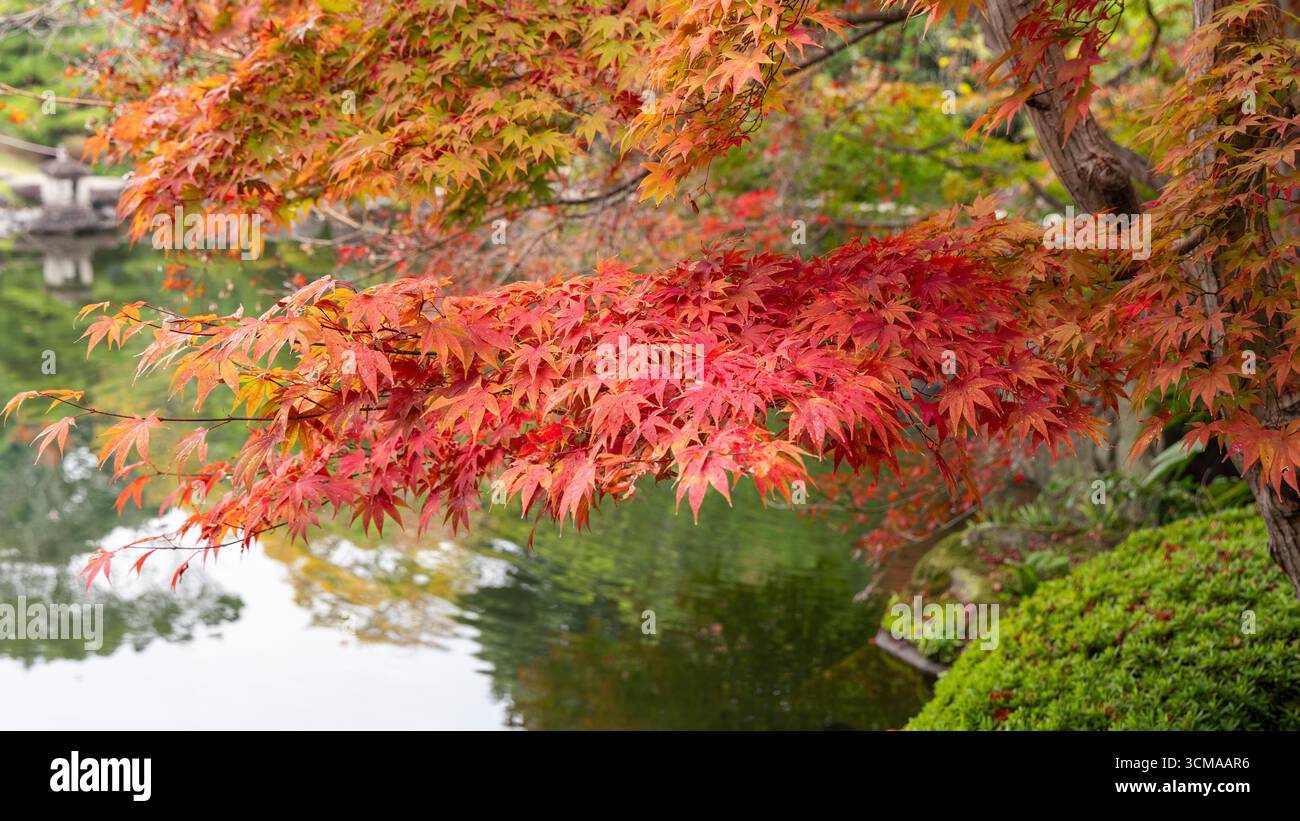 Japanischer Ahornzweig mit leuchtend roten Blättern bei Herbstregen über Teichoberfläche in traditioneller Gartenlandschaft Stockfoto