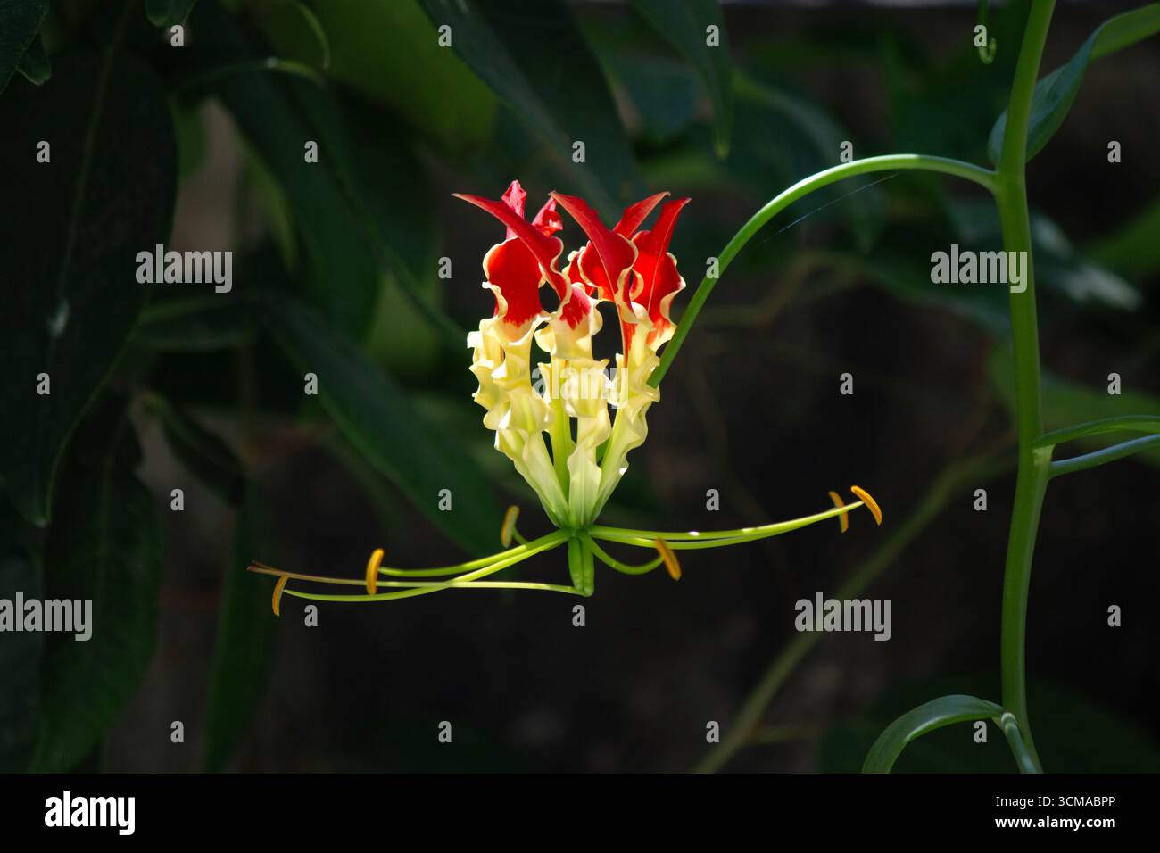 Flammenlilie eine schöne seltene Blume Stockfoto