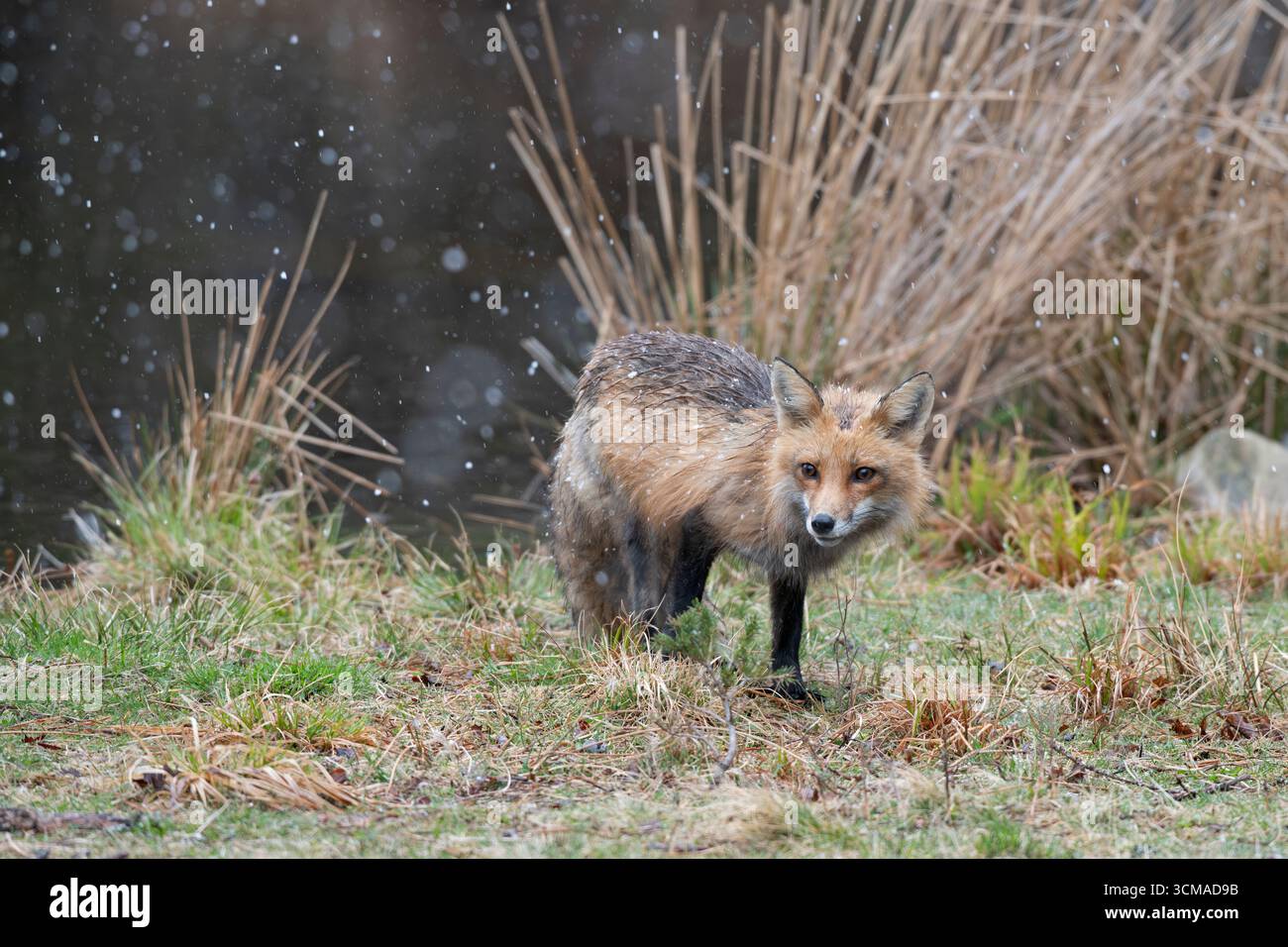 Rotfuchs (Vulpes vulpes). Schneeschauer im Acadia-Nationalpark, Maine, USA. Stockfoto