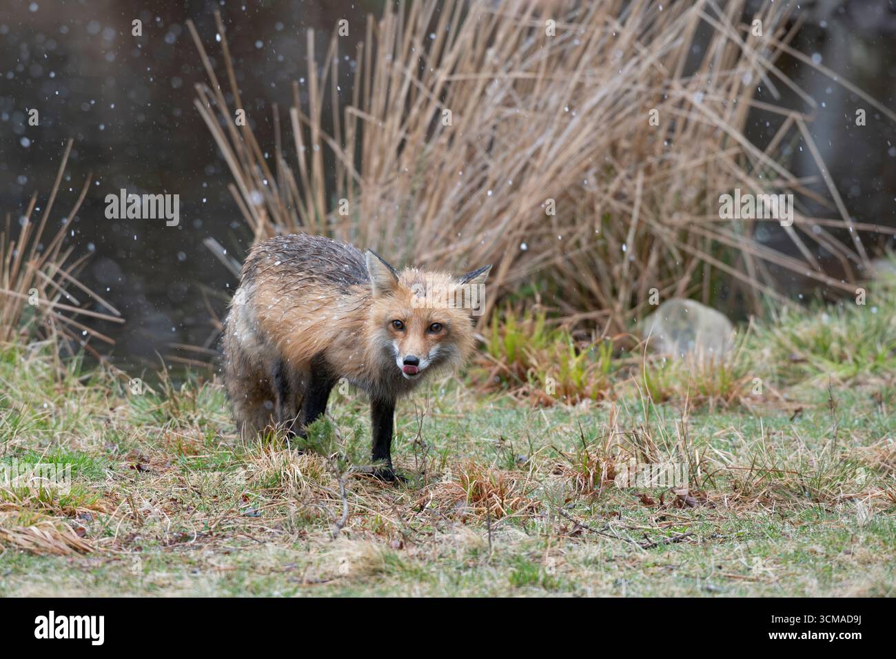 Rotfuchs (Vulpes vulpes). Schneeschauer im Acadia-Nationalpark, Maine, USA. Stockfoto