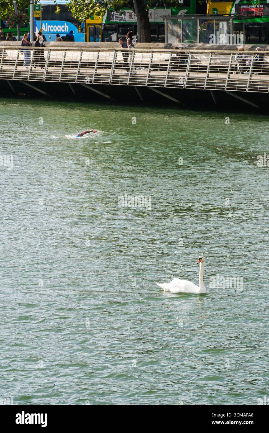 Der letzte Schwimmer während der 2025 Liffey Swim by Swim Ireland schwimmt unter der Promenade mit einem Schwan im Vordergrund in Dublin, Irland am 2025-09- Stockfoto