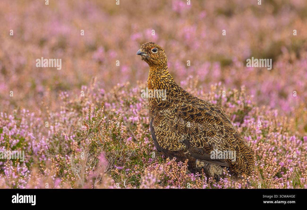 Rothühner, wissenschaftlicher Name: Lagopus Lagopus. Nahaufnahme eines männlichen Rothahn im Spätsommer, stand in lila blühender Heidekraut, Yorkshire Dales, Großbritannien. H Stockfoto