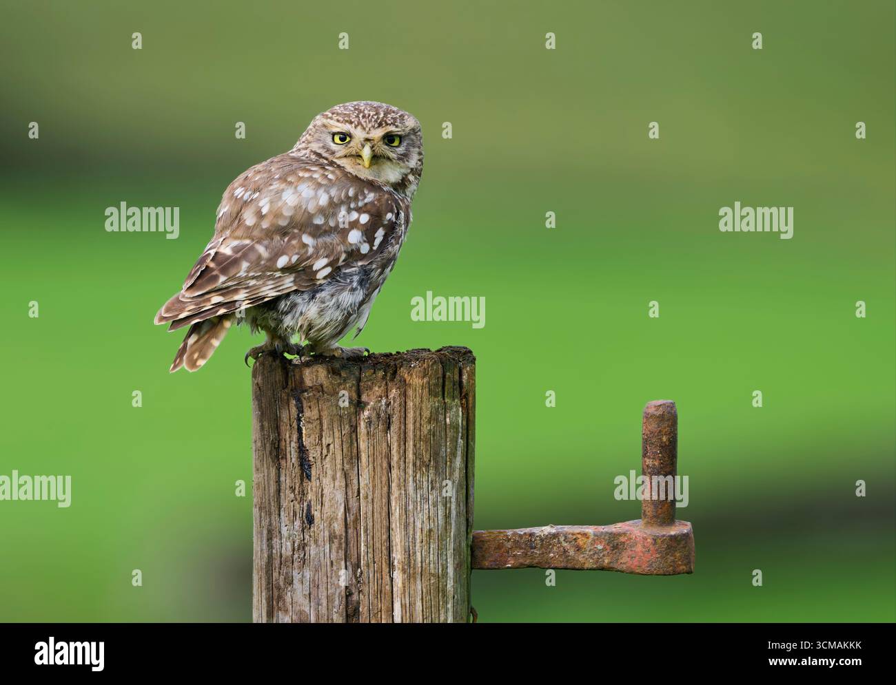 Eine kleine Eule (Athene noctua), die auf einem alten hölzernen Zaunpfosten sitzt und in Richtung Kamera blickt Stockfoto