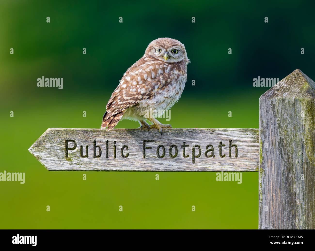 Eine kleine Eule (Athene noctua), die auf einem hölzernen Schild für öffentliche Fußwege thront und auf die Kamera blickt Stockfoto