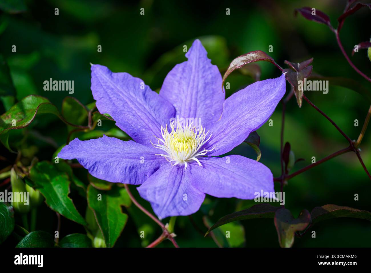 Eine wunderschöne, große, lila Clematis-Blüte, die inmitten üppig grüner Blätter blüht Stockfoto